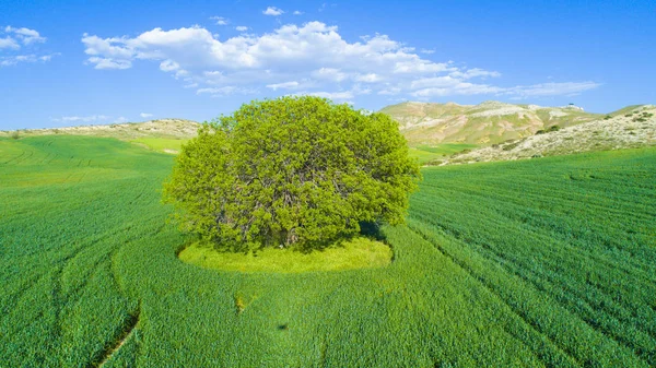 Solo Árbol Parado Solo Con Cielo Azul Hierba Disparo Aéreo — Foto de Stock