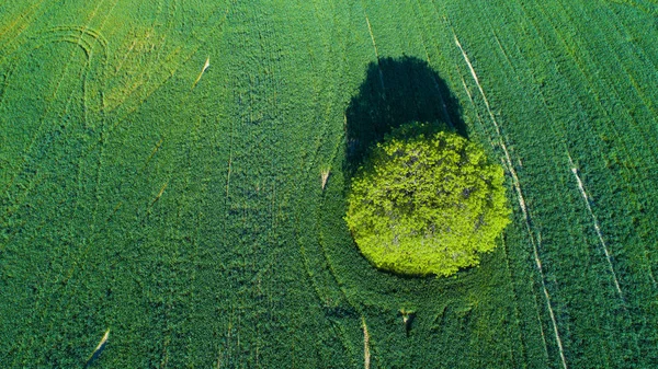 Aerial view of lonely tree in agricultural field