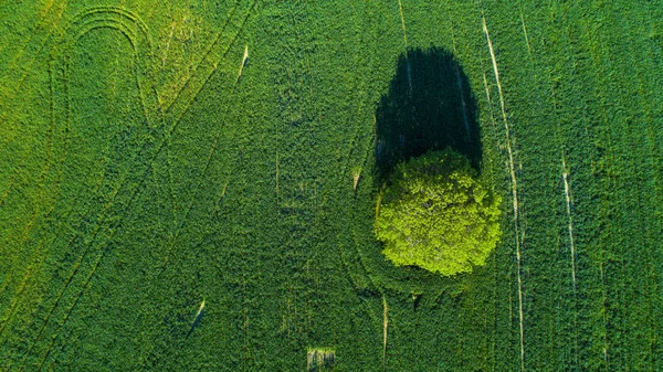 Vista Aérea Árvore Solitária Campo Agrícola — Fotografia de Stock