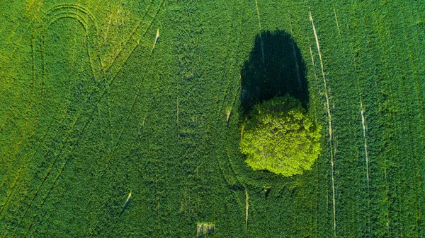 Aerial view of lonely tree in agricultural field