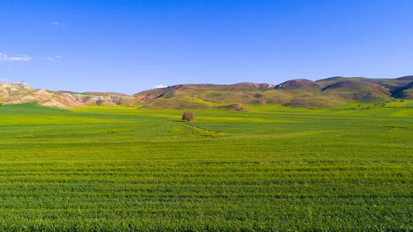 Vista Aérea Del Árbol Prado Primavera Árbol Parado Solo Campo — Foto de Stock