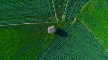 Yalnız ağaç yeşil bir alanın ortasında. Hava atış. Uçak fotoğraf. 