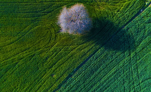 Árbol Solitario Medio Campo Verde Disparo Aéreo Drone Foto —  Fotos de Stock