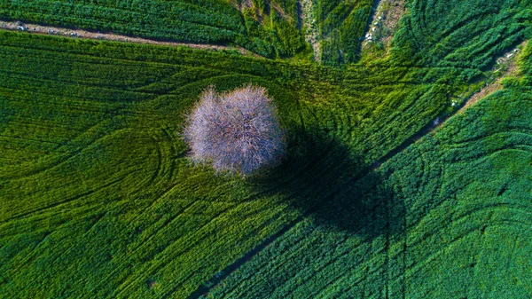 Havadan görünümü yeşil çayır. Tarım alanları ve ağaç üzerinde havadan görünümü.