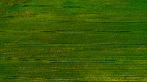 Fundo Visão Aérea Uma Grama Verde Vista Aérea Campo Trigo — Fotografia de Stock