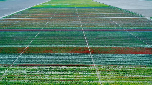 Aerial view of a beautiful pattern of tulips in different colors in a flower bulb field in the Netherlands. Beautiful tulips garden