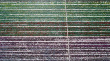 Lale Hollanda çiçek ampul alanında farklı renklerde güzel bir desen hava görünümünü. Güzel lale Bahçe