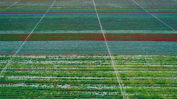 Vista Aérea Belo Padrão Tulipas Cores Diferentes Campo Bulbo Flores — Fotografia de Stock