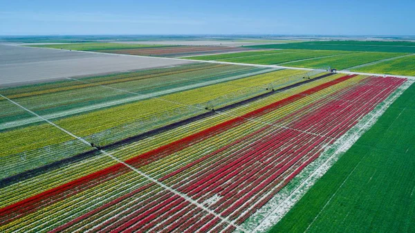 Vista Aérea Belo Padrão Tulipas Cores Diferentes Campo Bulbo Flores — Fotografia de Stock