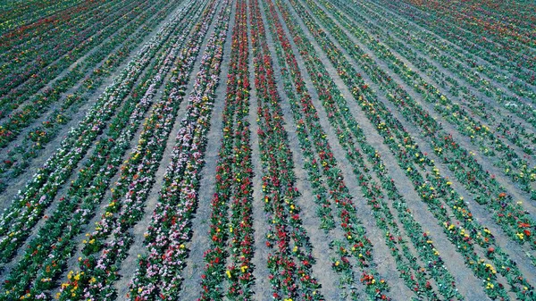 Aerial view of a beautiful pattern of tulips in different colors in a flower bulb field in the Netherlands. Beautiful tulips garden