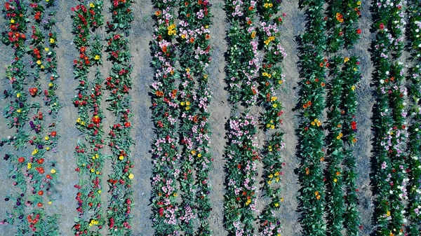 Aerial view of a beautiful pattern of tulips in different colors in a flower bulb field in the Netherlands. Beautiful tulips garden