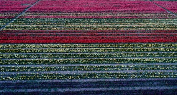 Vista Aérea Hermoso Patrón Tulipanes Diferentes Colores Campo Bulbos Flores — Foto de Stock