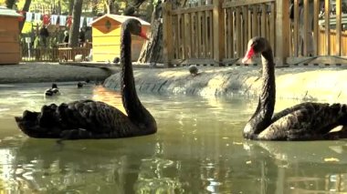 Parktaki gölün karşısındaki siyah kuğu.