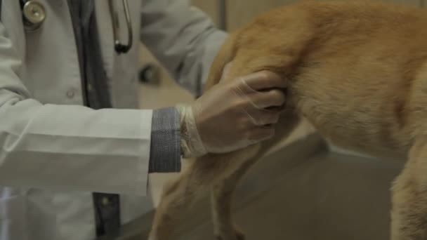 Veterináři Kteří Pomáhají Zraněný Pes — Stock video