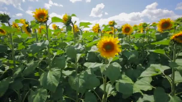 tournesols à fleurs sur un fond ciel nuageux 