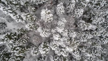 Havadan görünümü kış orman. Doğal kış manzara--dan soluduğumuz hava. Orman kış kar altında zaman. Sisli ve karlı kış dağlar hava görünümünü. Bir yolun pastoral kış manzara havadan görünümü.