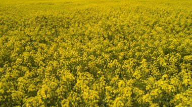Sarı kolza tohumu tarlasının havadan görünüşü. Hava manzaralı tarımsal alanlar. Canola Alanı ile soyut bahar arkaplanı ya da yaz arkaplanı.