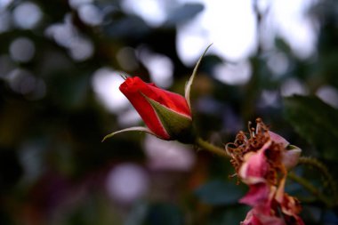 arka plan, hareket, yukarı hareket, ileri hareket, Hareket yaşam