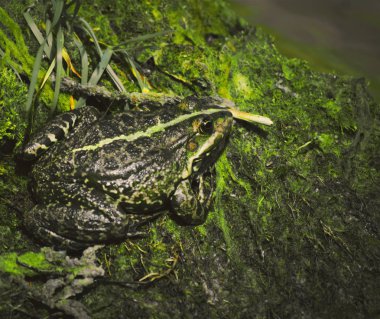 Gölet kıyısında güzel kurbağa