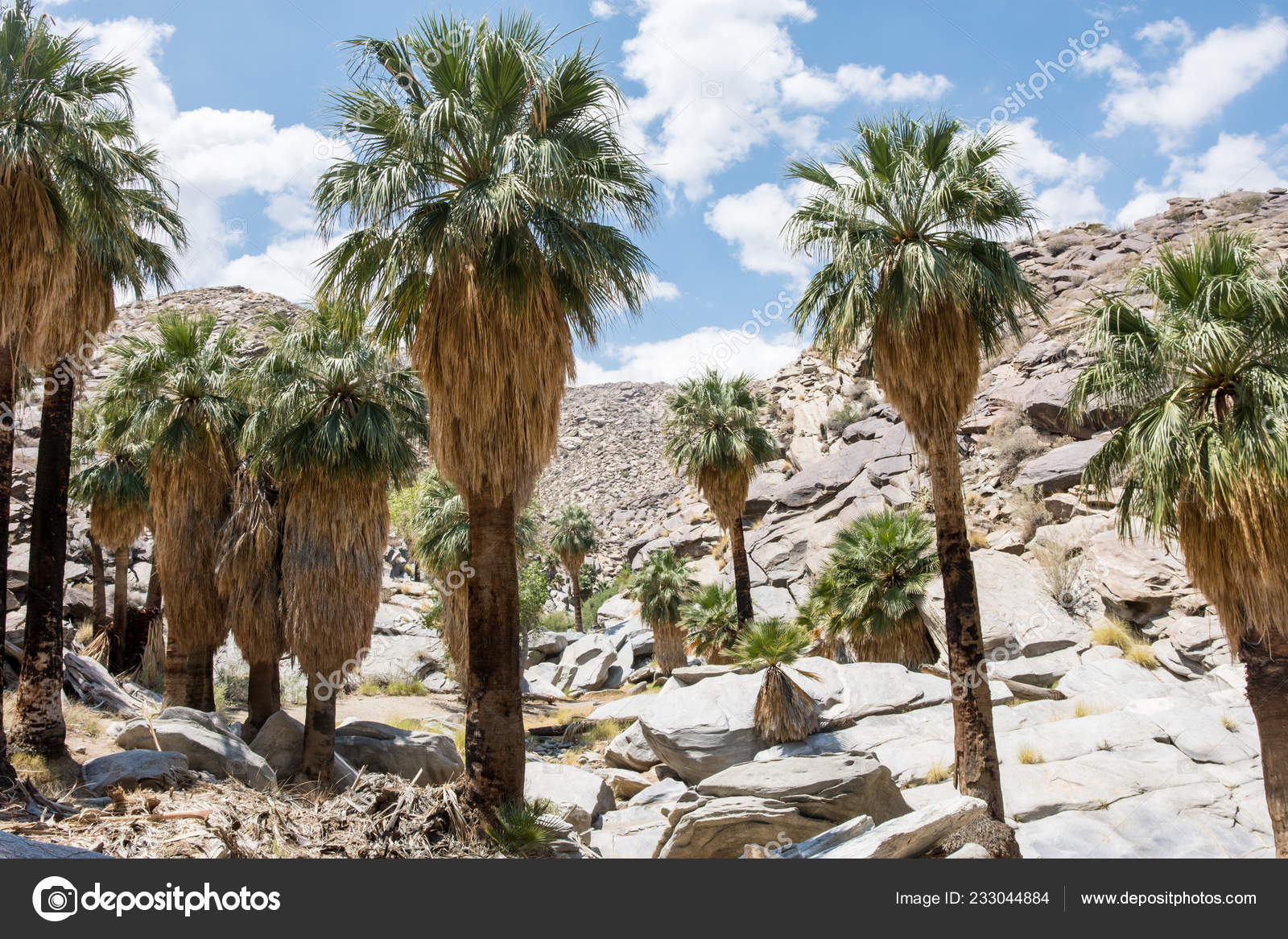 Fan Palm Trees Rocky Landscape Indian Canyons Palm Springs California Stock Photo Image By C Mkopka 233044884