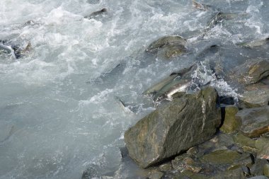Somon balığı akıntıya karşı Valdez'in Alaska'da Ağustos somon sırasında yüzme