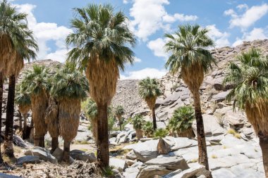 Fan palmiye ağaçları Palm Springs California'da Coachella Valley yakınındaki Hint kanyonlar kayalık peyzaj