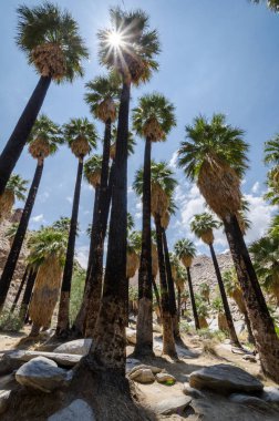 Palm Springs California'da Coachella Valley yakınındaki Hint kanyonlar fan palmiye ağaçlarında. Sunflare kuvvetli güneş ışığı fotoğraf