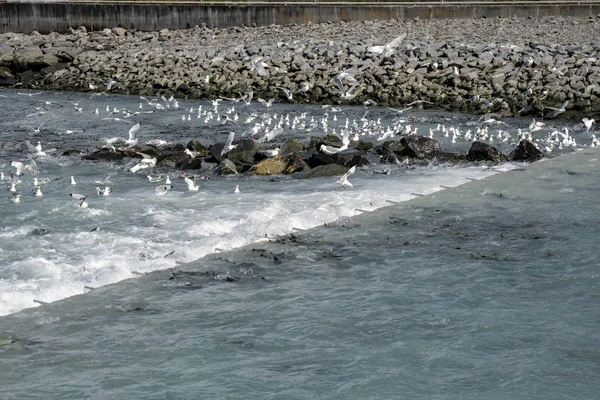 Alaskan salmon jump up the salmon fish ladder as seagulls try to feed and eat the fish during the salmon run