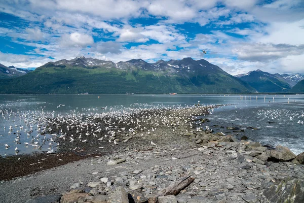 Hundreds Alaskan Seagull Searching Eating Salmon August Salmon Run Valdez — Stock Photo, Image