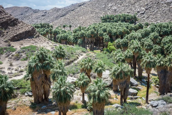 Fanoušek Palmy Skalnaté Krajině Indické Kaňony Poblíž Palm Springs Kalifornie — Stock fotografie
