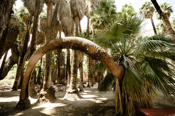 Interesante Palmera Arco Ventilador Los Cañones India Palm Springs California — Foto de Stock