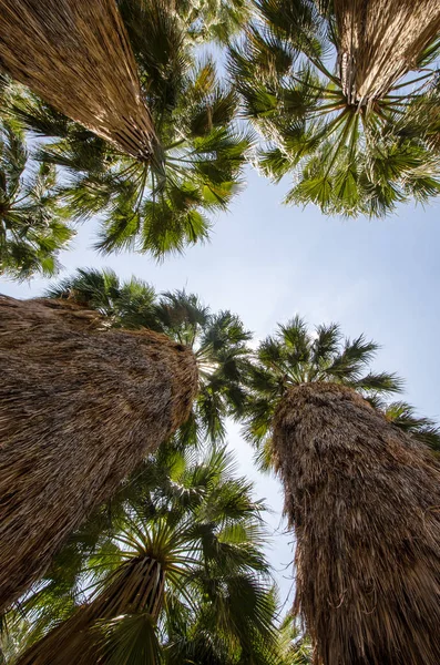 Mirando Hacia Cielo Con Palmeras — Foto de Stock