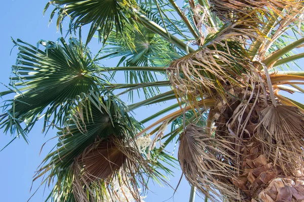 Acercamiento Una Palmera Contra Cielo Azul — Foto de Stock