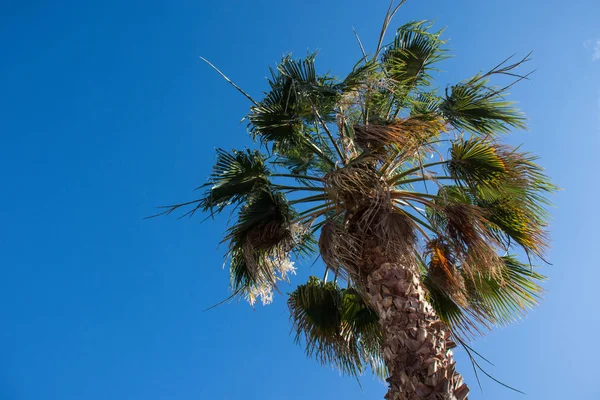 Palmera Aislada Contra Cielo Azul Brillante — Foto de Stock