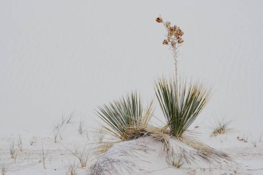 Soaptree avize çöl bitki örtüsü içinde White Sands Ulusal Anıtı