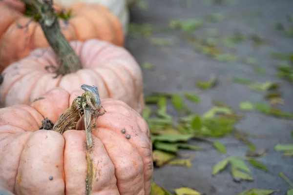 Vyrovnejte Světle Růžové Oranžové Dýně Listy Zarovnán Doleva Kopií Prostor — Stock fotografie