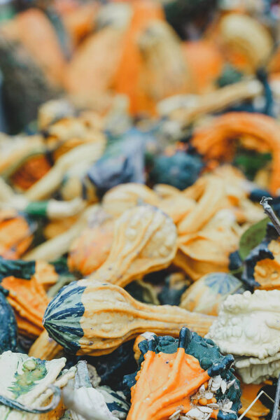 Colorful pumpkin squash and goards. Focus on foreground, background intentionally blurred for copy space