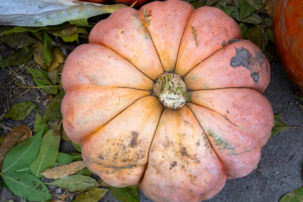 Carina Zucca Rosa Arancio Chiaro Reale Foglie Utile Sfondi — Foto Stock