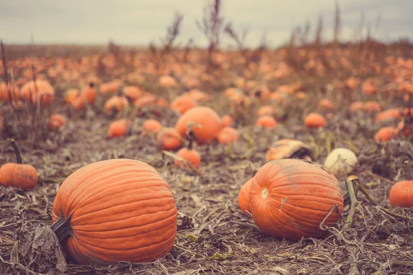 Giant orange pumpkins in a pumpkin patch, ready for harvesting. Instagram style filter applied for artistic effect