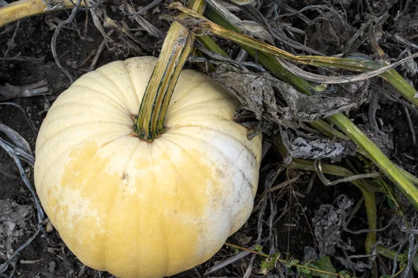 Large white pumpkin sitting in a dirt pumpkin patch, ready for picking and harvesting