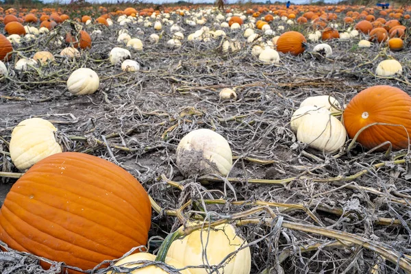 Big orange and white giant pumpkins in a dirt pumpkin patch, ready to be picked and harvested