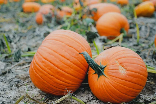 Zucche Arancioni Giganti Cerotto Zucca Pronte Raccolta — Foto Stock