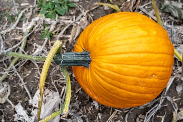 Olbrzymie Pomarańczowe Dynie Pumpkin Patch Gotowe Zbioru — Zdjęcie stockowe