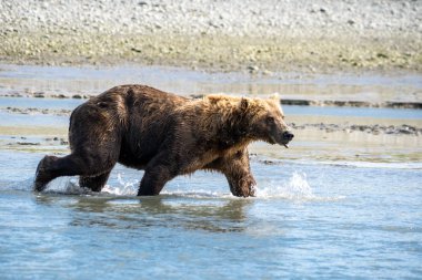 Seyir ve somon Katmai Milli Parkı'nda balıkçılık Nehri boyunca kıyı Alaska boz ayı dolaşır.