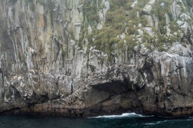 Chiswell Adaları rookery Kenai Fjords Milli Parkı'nda Alaska kuşlara yüzlerce