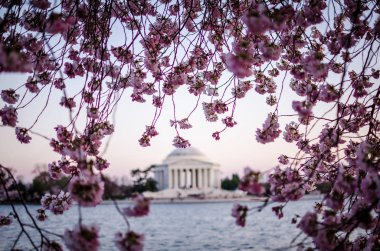 Washington DC Cherry Blossom Festivali sırasında büyük bir Cherry Blossom ağaç alacakaranlıkta gün batımı manzarası. Thomas Jefferson Memorial arka kasten yak²n plan