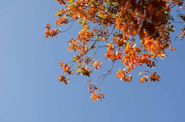 mavi bir gökyüzü karşı sanatsal görünümünü kırmızı sonbahar yaprakları yaprakları