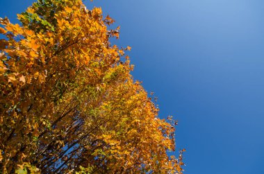 Sola hizalı kopya alanı için bir ağaç üzerinde güzel turuncu sonbahar akçaağaç yaprakları. Sonbahar mavi güneşli gökyüzünde