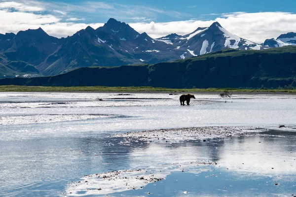 Grizzly Bear Fishes Salmon Beautiful Scenery Katmai National Park Alaska — Stock Photo, Image
