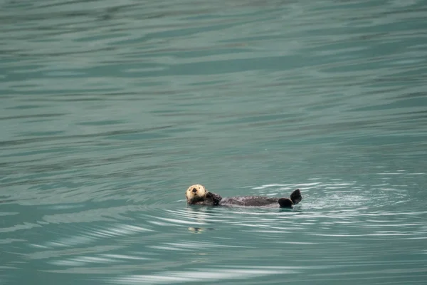 Lontra Mar Bonito Flutuando Costas Água Teal Resurrection Bay Kenai — Fotografia de Stock